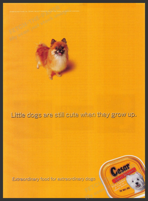 Cesar Dog Food Pomeranian Dog 2000s Print Advertisement Ad 2000 Fetch-the-Paper