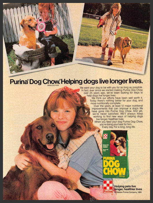 Purina 1980s Print Advertisement 1984 Dog Chow Golden Retriever Dog Purina