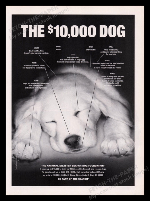 National Disaster Search Dog Foundation 2000's Print Advertisement Ad 2004 Fetch the Paper!