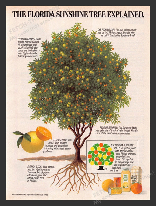 1986 The Florida Sunshine Tree Orange Juice Print Advertisement Ad