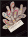 Esprit Shoes Flip Flops 1980s Print Advertisement Ad 1986 Fetch-the-Paper
