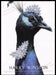 Harry Winston Print Advertisement Ad 2007 Fetch the Paper!