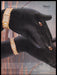 Noblia Citizen 1980s Print Advertisement Ad 1987 Fetch the Paper!