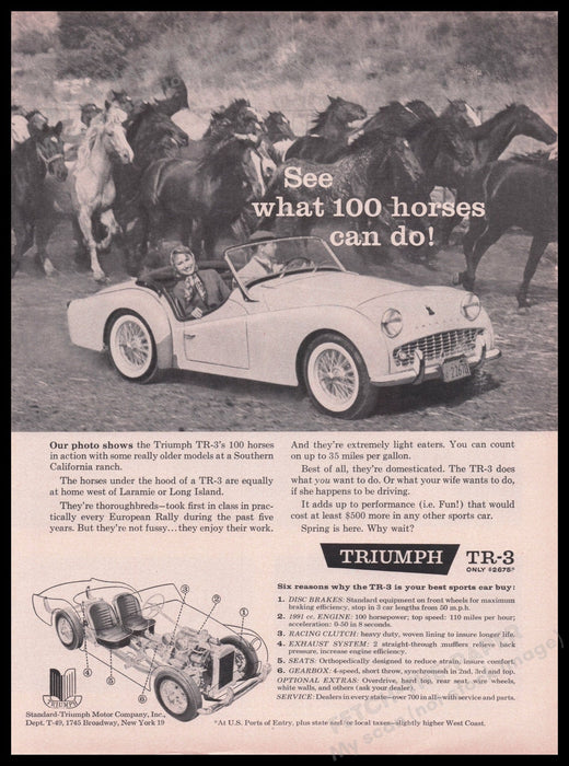 Triumph TR-3 Car 1950s Print Advertisement Ad 1959 Running Horses Fetch the Paper!