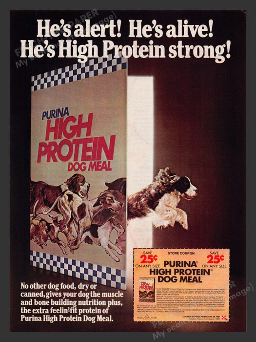 1980 Purina High Protein Dog Meal Food Springer Spaniel Print Advertisement Ad
