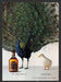 Chivas Regal 1990s Print Advertisement 1995 Peacock Duck Bird Fetch the Paper!