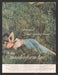 1956 Maidenform I Dreamed I had Spring Fever Print Advertisement Ad