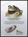 Norelco 2000s Print Advertisement Ad 2000 Fetch the Paper!