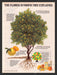 1986 The Florida Sunshine Tree Orange Juice Print Advertisement Ad