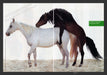 United Colors of Benetton Mating Horses 1990s Print Advertisement (2 pages) 1996 Fetch the Paper!